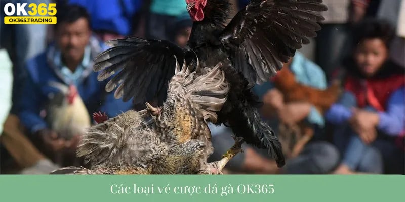 Các loại vé cược đá gà OK365