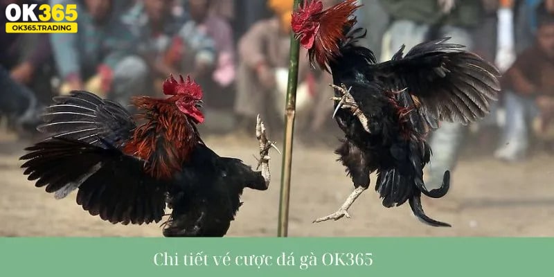 Chi tiết vé cược đá gà OK365