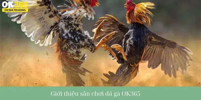 Giới thiệu về sân chơi đá gà OK365